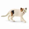 Amerikansk Shorthair Kat