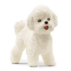 Bichon Frisé