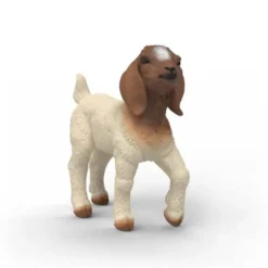 Boer Gedekid