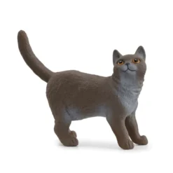 Britisk Korthår Kat