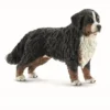Dyr Berner Sennenhund