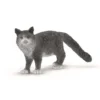 Dyr Maine Coon Kat