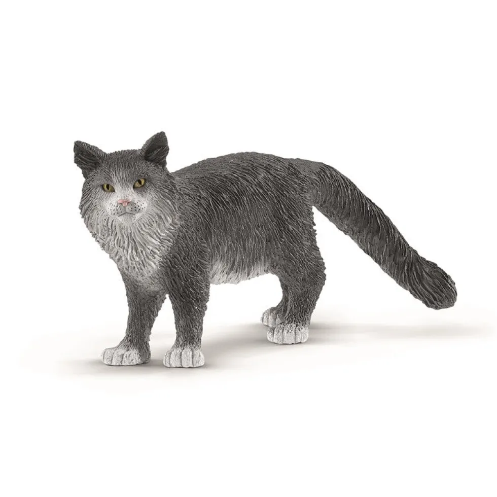 Dyr Maine Coon Kat