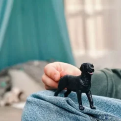 Hun Labrador Retriever i Sort