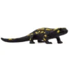 Ildsalamander