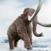 Mammut