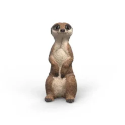 Surikat