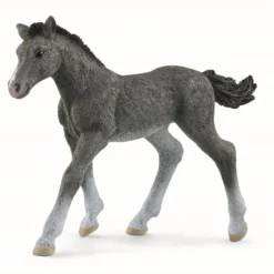 Trakehner Føl